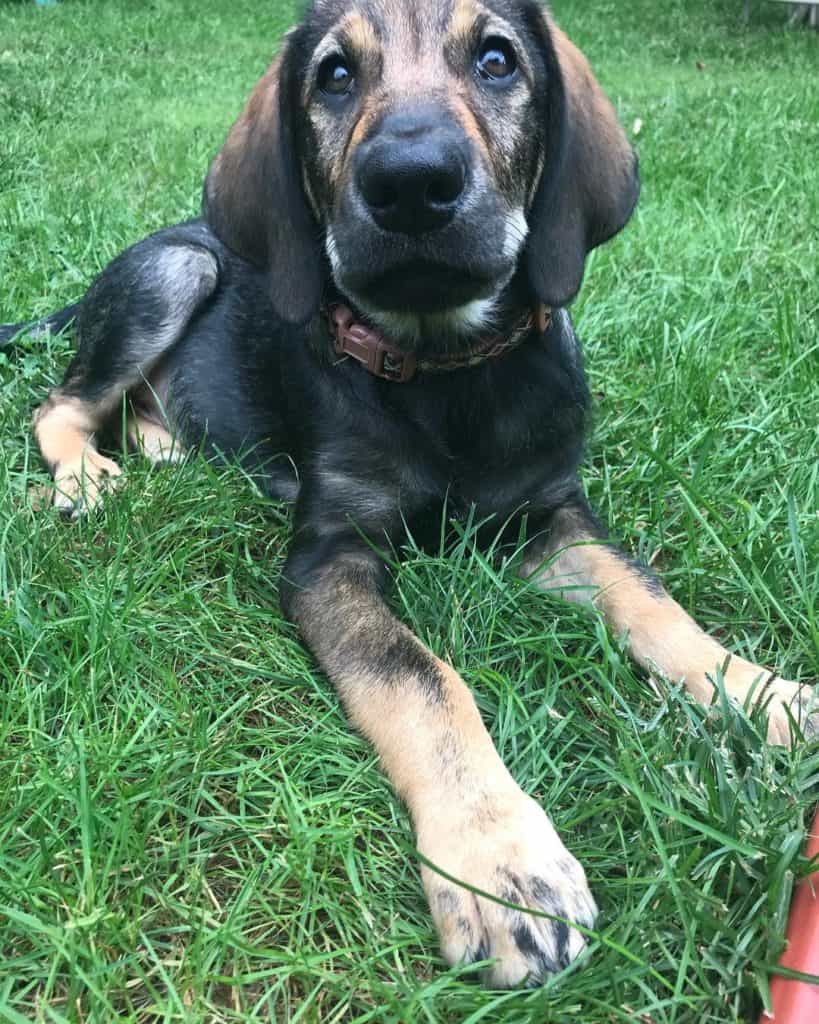 German Shepherd Hound Mix