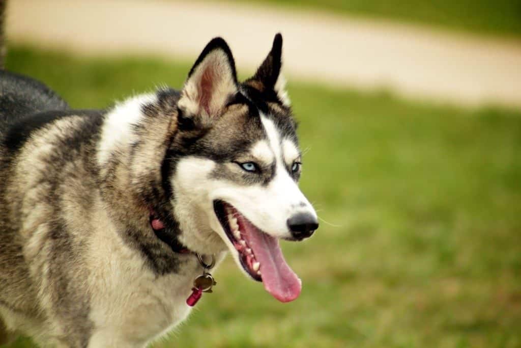 are huskies better than german shepherds