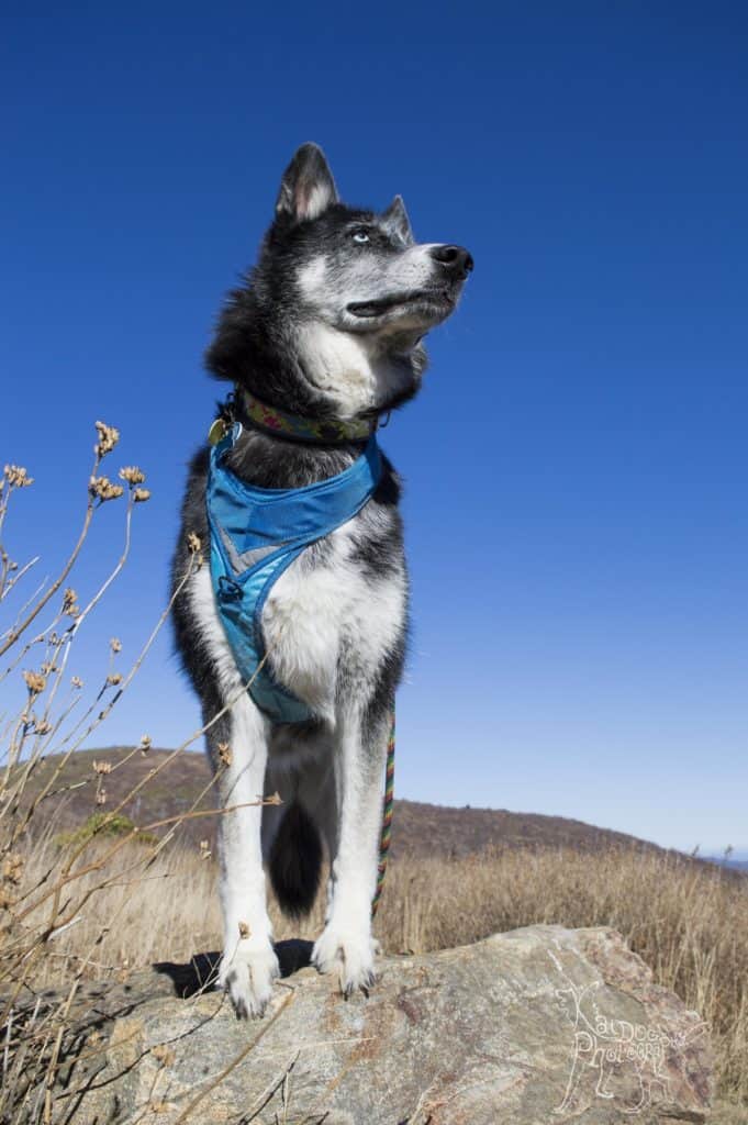 Shepherd Husky