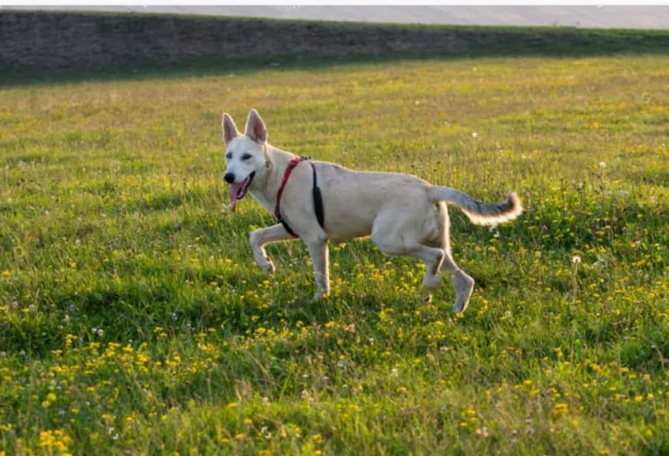 German shepherd husky guide