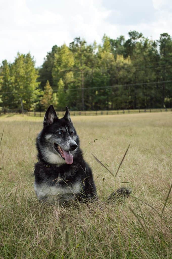 German shepherd husky guide