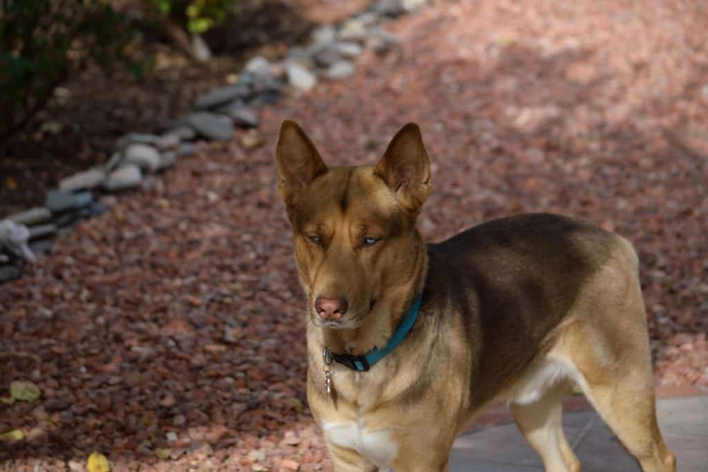 German shepherd husky guide