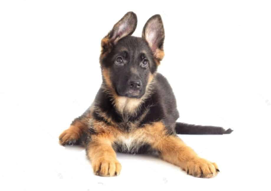 German shepherd husky guide