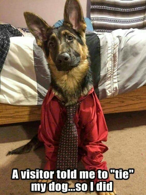 Funny german best sale shepherd talking