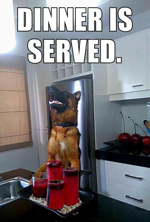 German shepherd meme - dinner is served.