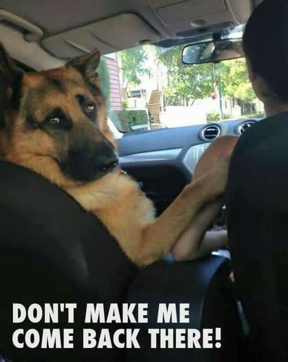 German Shepherd Meme - Don't make me come back there!