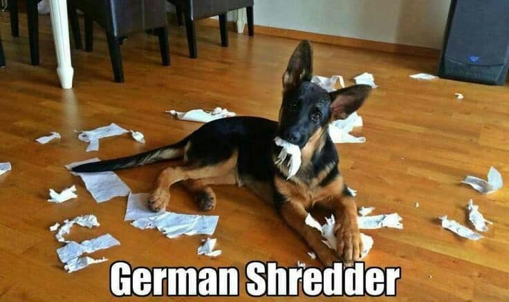 German shepherd meme - german shredder