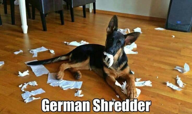 German Shepherd Meme - German Shredder