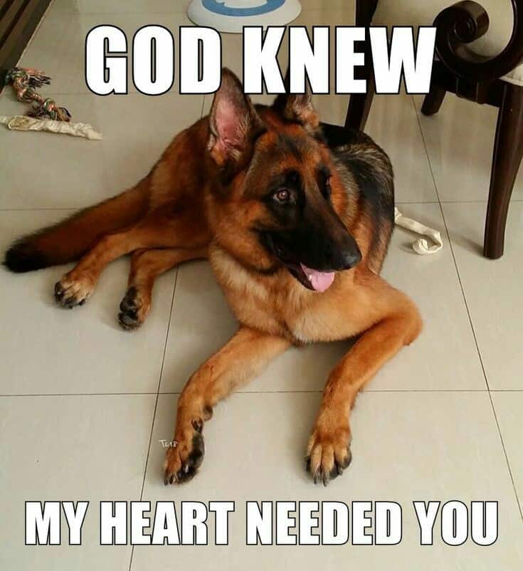 German shepherd meme - god knew my heart needed you