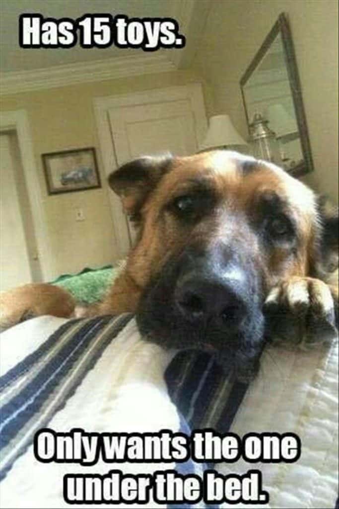 German Shepherd Meme - Has 15 toys. Only wants the one under the bed.