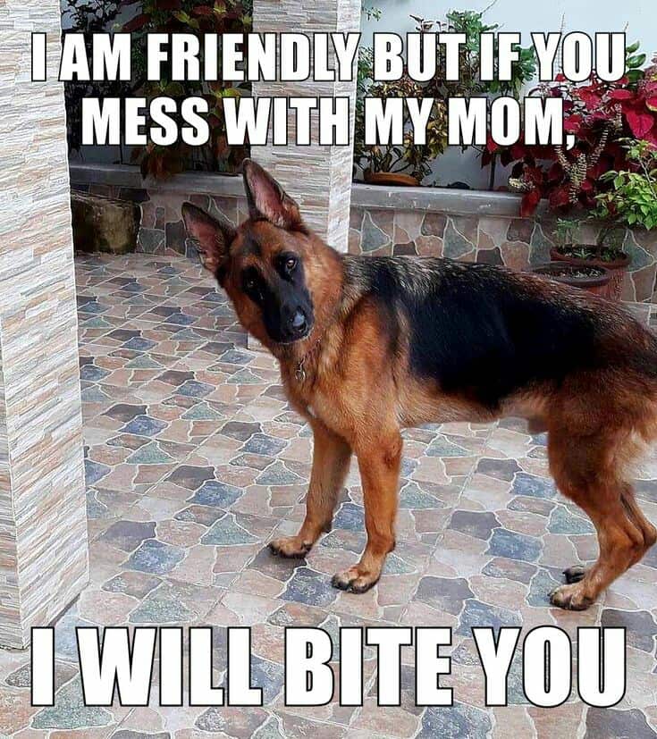 German shepherd meme - i am friendly but if you mess with my mom, i will bite you