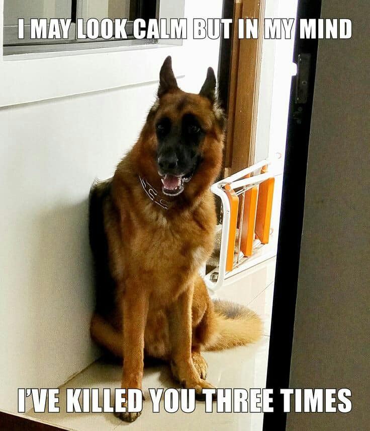 German shepherd meme - i may look calm but in my mind i've killed you three times