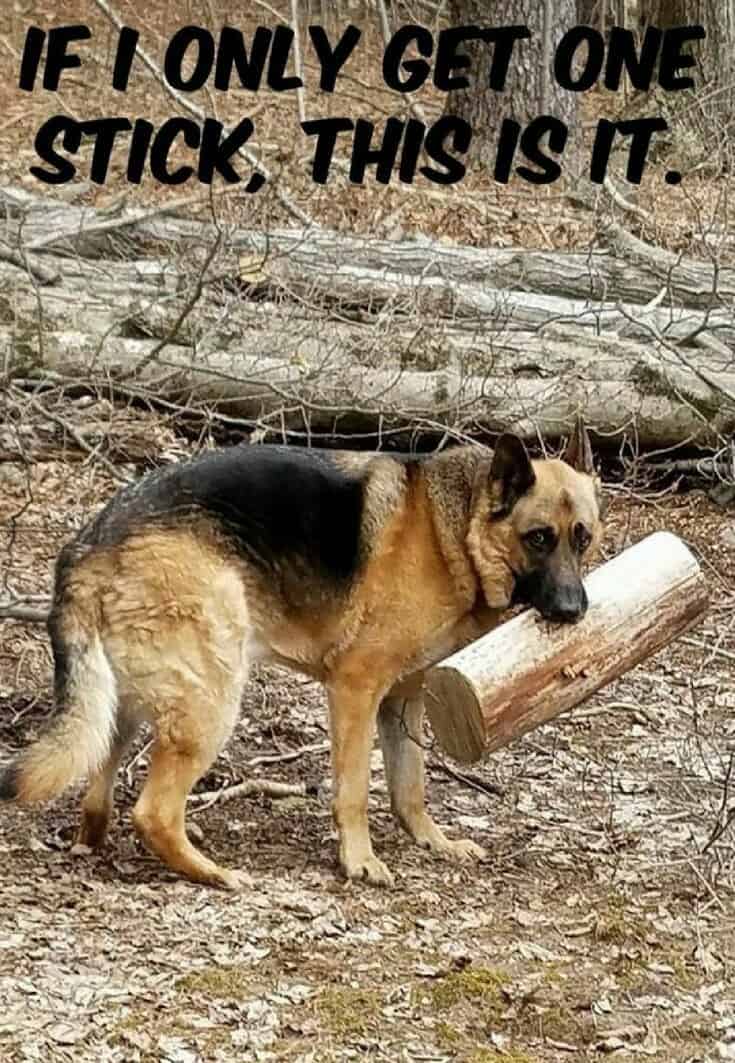 German Shepherd Meme - If I only get one stick, this is it.