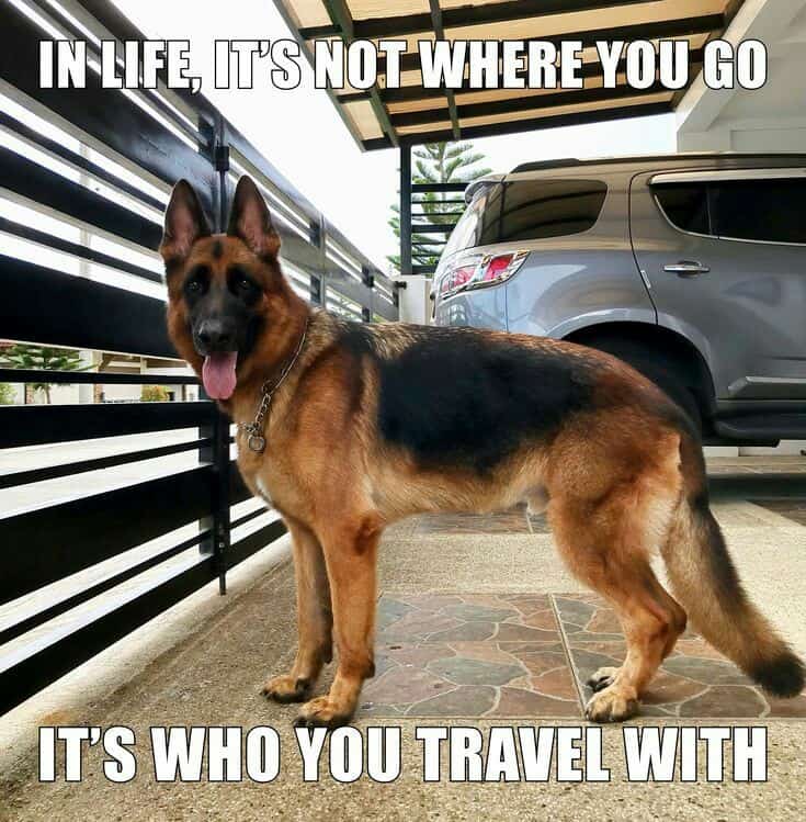 German shepherd meme - in life, it's not where you go it's who you travel with