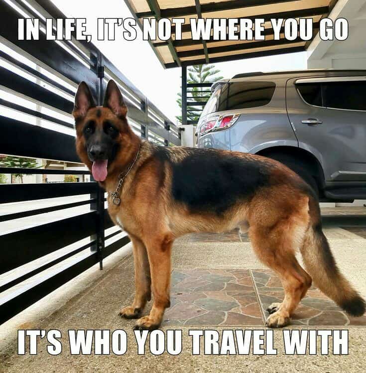 German Shepherd Meme - In life, it's not where you go it's who you travel with