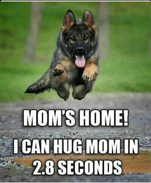 German Shepherd Meme - Mom's home! I can hug mom in 2.8 seconds