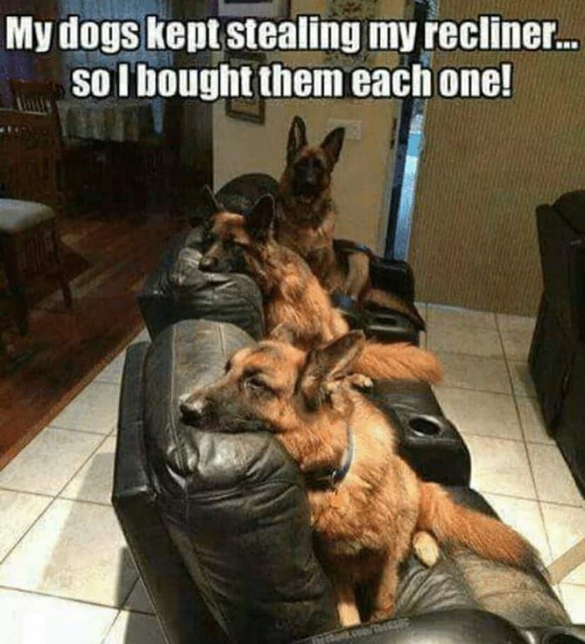 German shepherd meme - my dogs kept stealing my recliner... So i bought them each one!