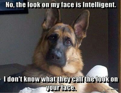 German Shepherd Meme - No, the look on my face is intelliget. I don't know what they call the look on your face.