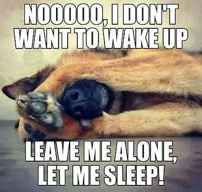 German shepherd meme - nooooo, i don't want to wake up leave me alone, let me sleep!