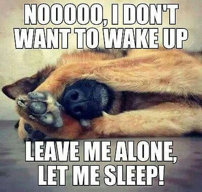 German Shepherd Meme - Nooooo, I don't want to wake up leave me alone, let me sleep!