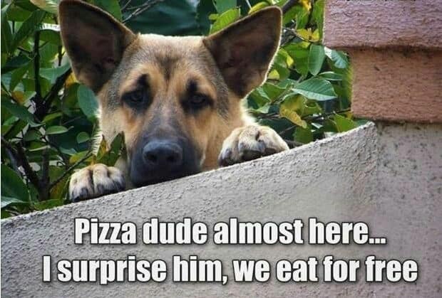 German shepherd meme - pizza dude almost here... I surprise him, we eat for free