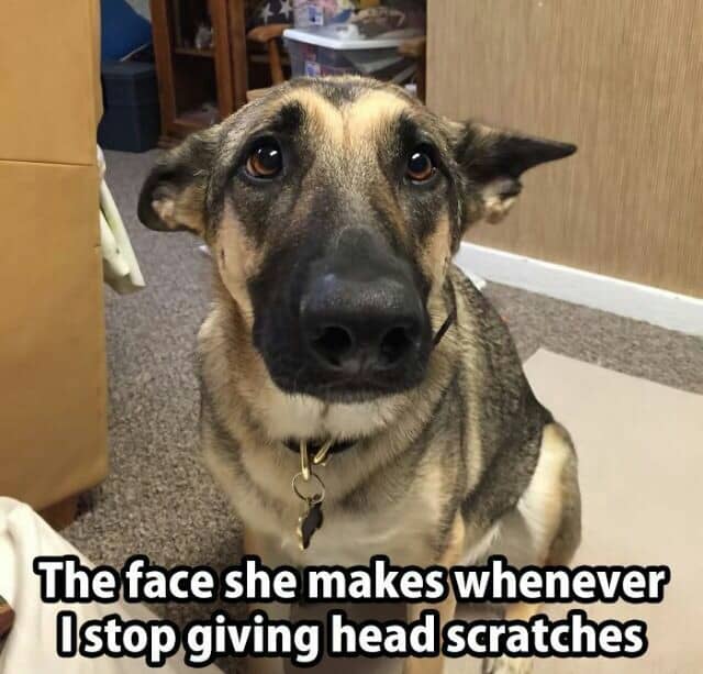 German shepherd meme - the face she makes whenever i stop giving head scratches