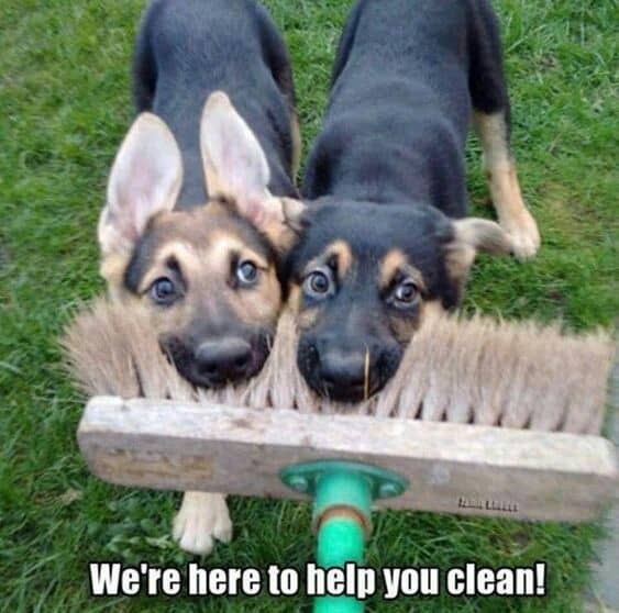 German shepherd meme - we're here to help you clean!
