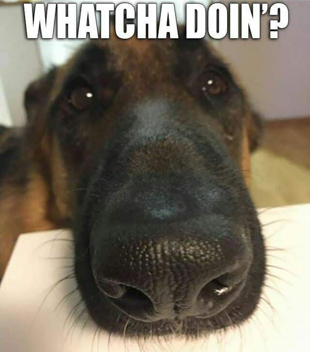 German Shepherd Meme - Whatcha doin