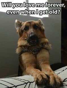 German shepherd meme - will you love me forever, even when i get old