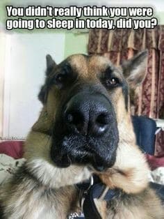 German shepherd meme - you didn't really think you were going to sleep in today, did you.