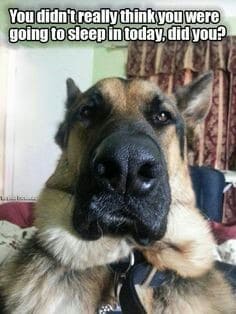 German Shepherd Meme - You didn't really think you were going to sleep in today, did you.