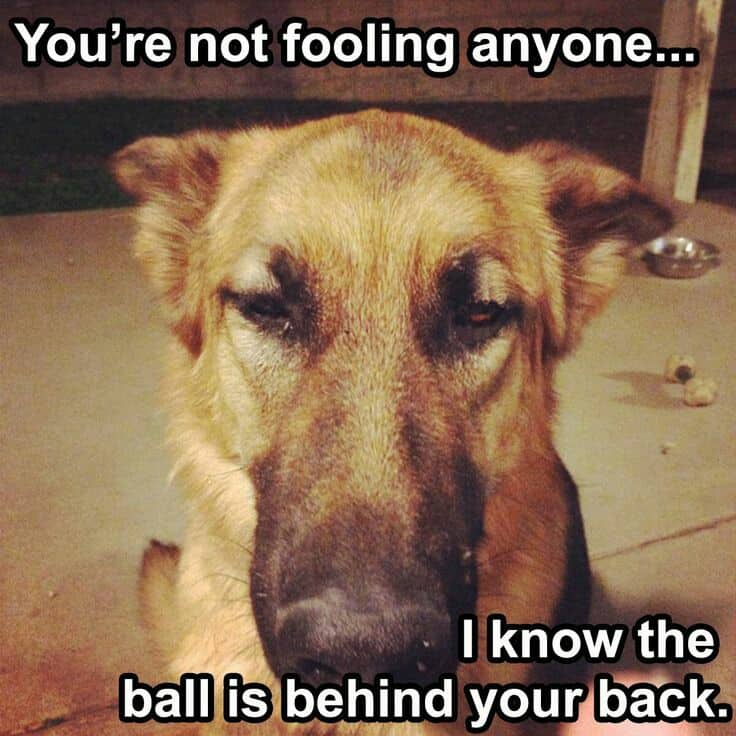 German shepherd meme - you're not fooling anyone... I know the ball is behind your back.