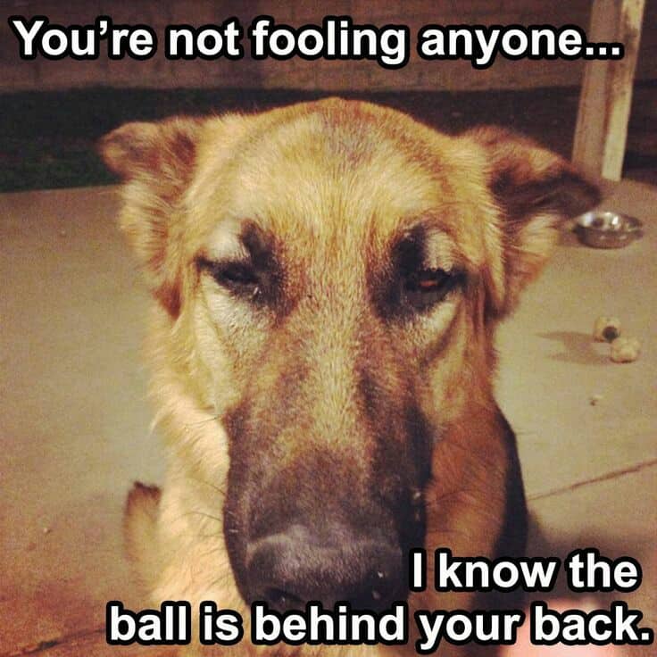 German Shepherd Meme - You're not fooling anyone... I know the ball is behind your back.