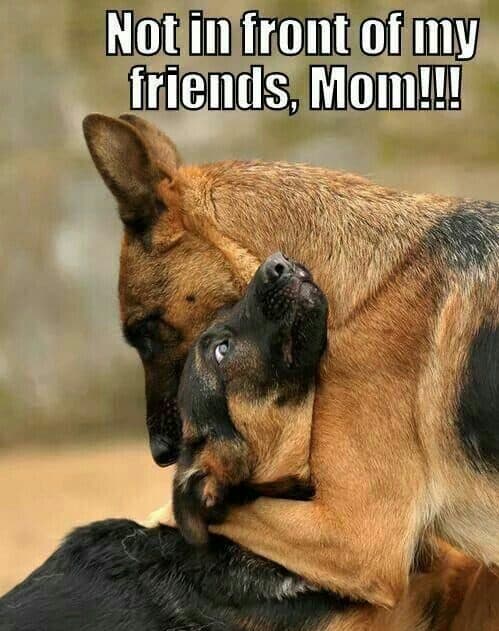 German Shepherd Meme - not in front of y friends, Mom!!!