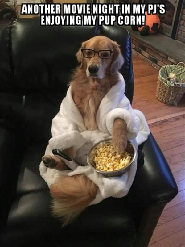 Golden retriever meme - another movie night in my pj's enjoying my pup corn!