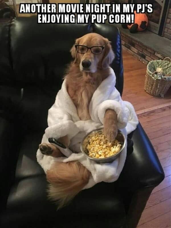 Golden Retriever Meme - Another movie night in my pj's enjoying my pup corn!