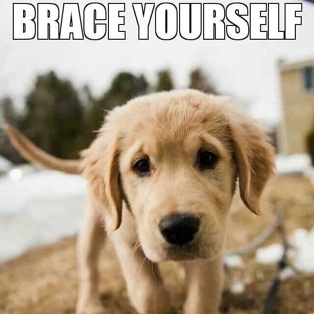 Golden retriever meme - brace yourself