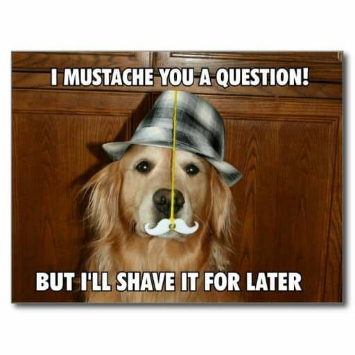 Golden Retriever Meme - I mustache you a question! But I'll shave it for later