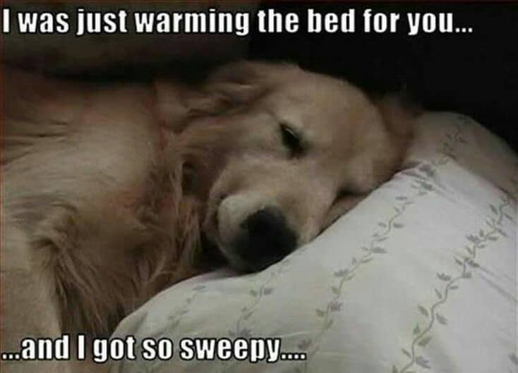 Golden retriever meme - i was just warming the bed for you... And i got so sweepy...