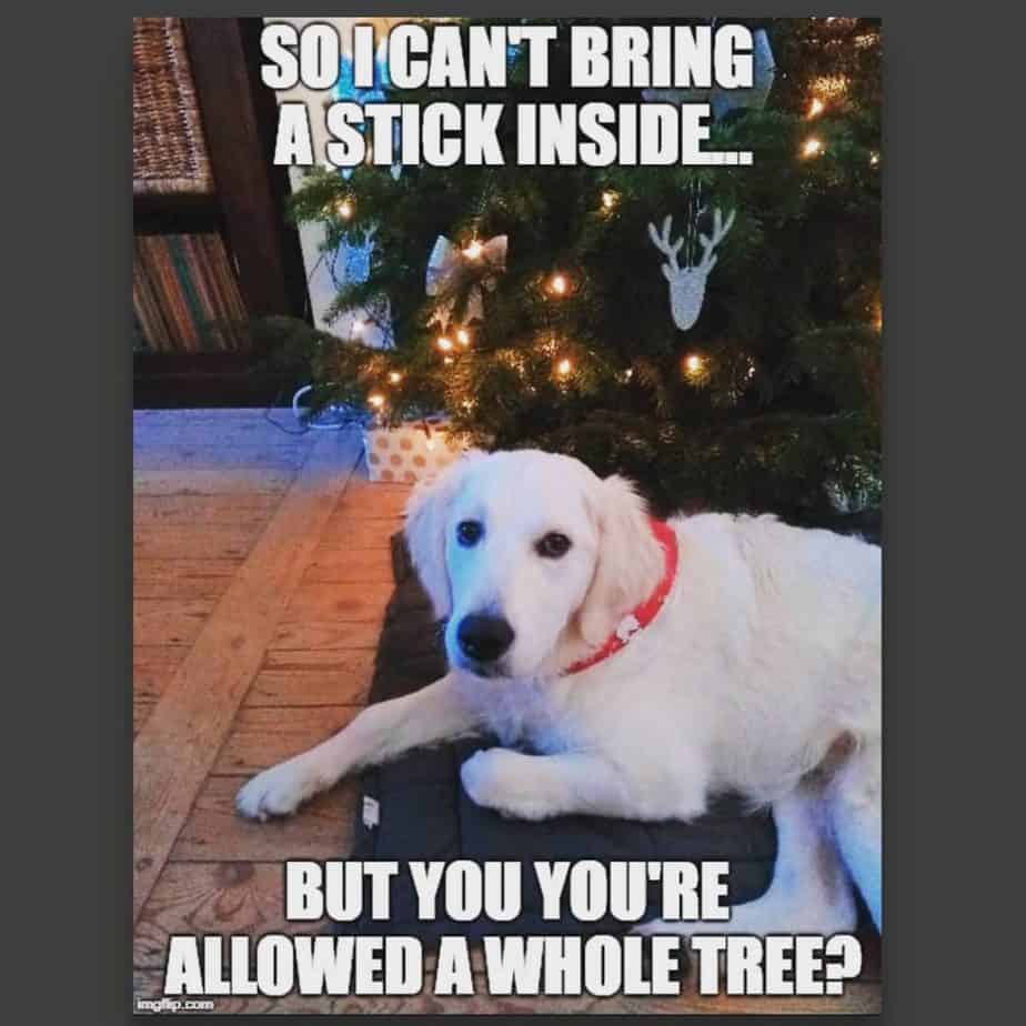 Golden retriever meme - so i can't bring a stick inside... But you you're allowed a whole tree