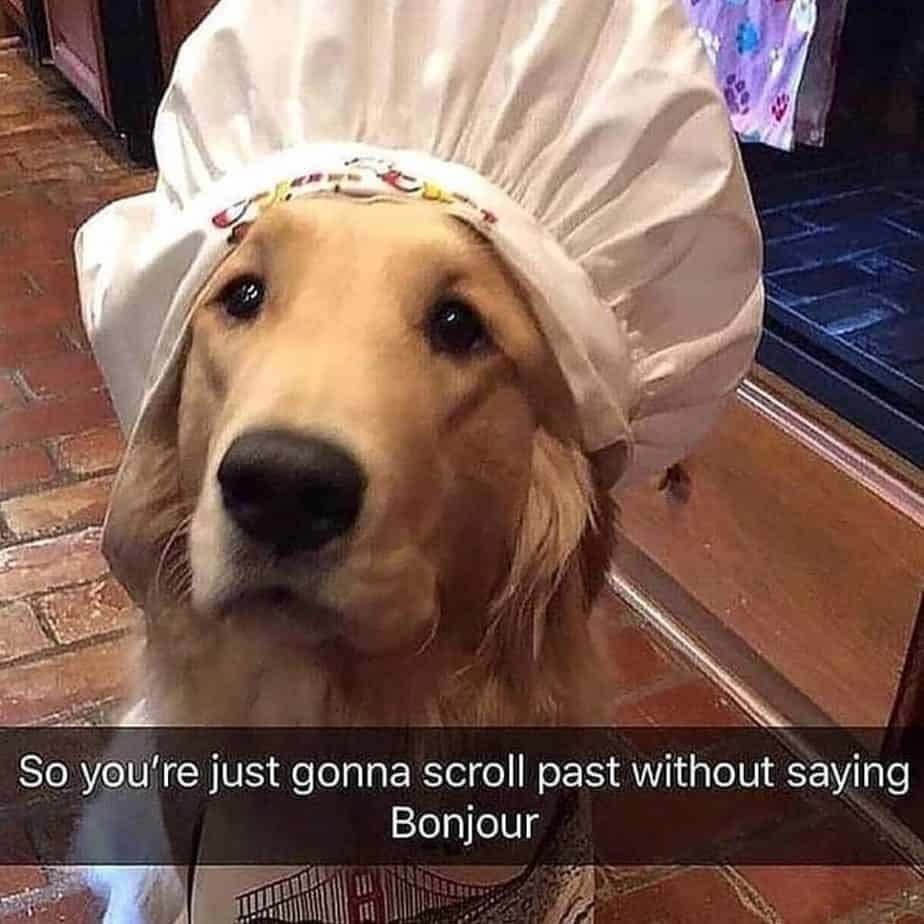 Golden retriever meme - so you're just gonna scroll past without saying bonjour