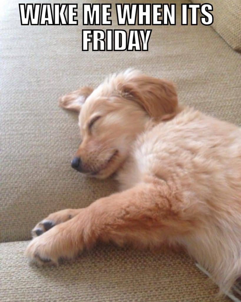 Golden retriever meme - wake me when its friday