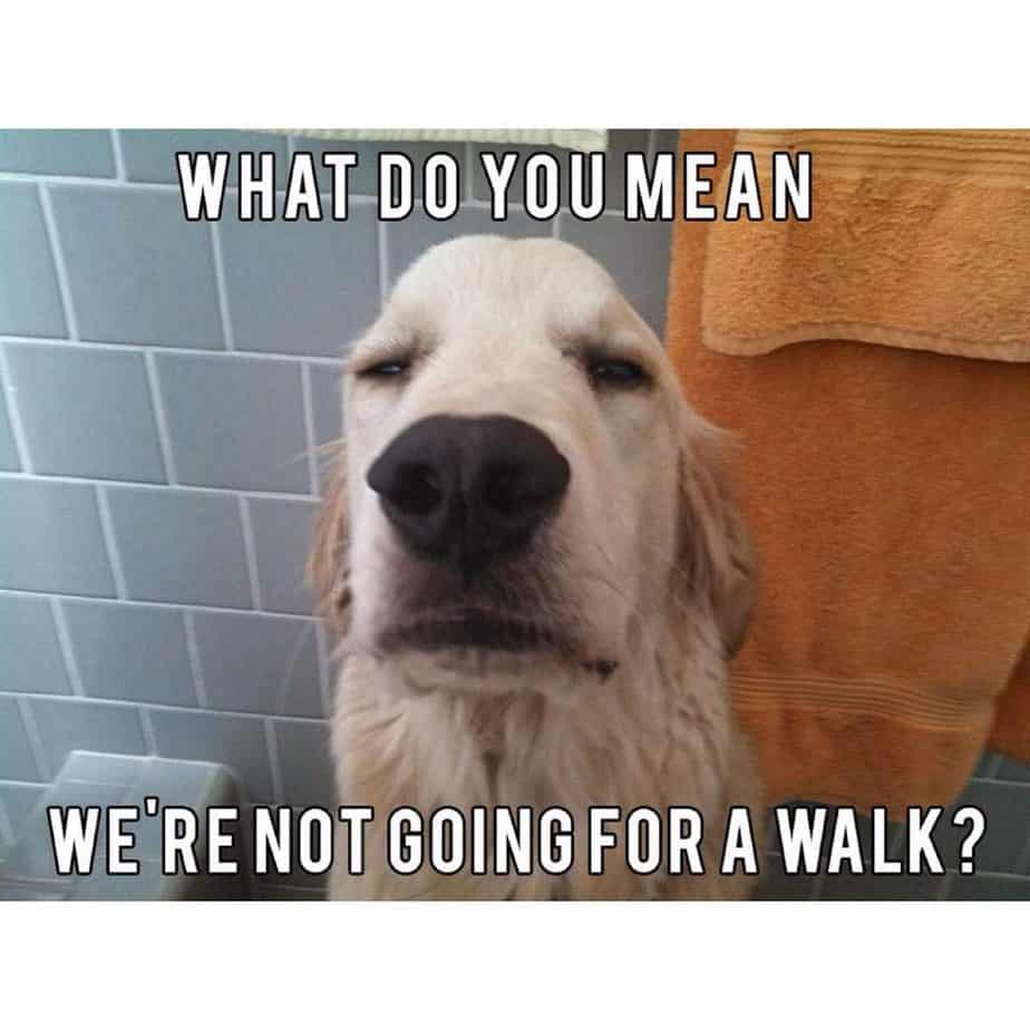 Golden Retriever Meme - What do you mean we're not going for a walk