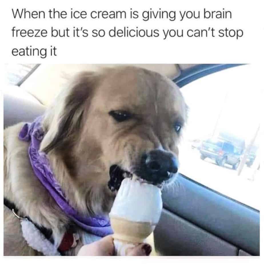 Golden retriever meme - when the ice cream is giving you brain freeze but it's so delicious you can't stop eating it