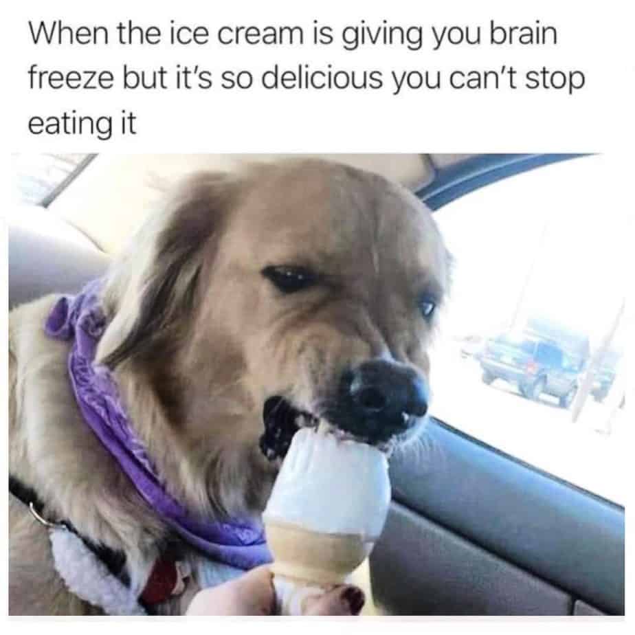 Golden Retriever Meme - When the ice cream is giving you brain freeze but it's so delicious you can't stop eating it