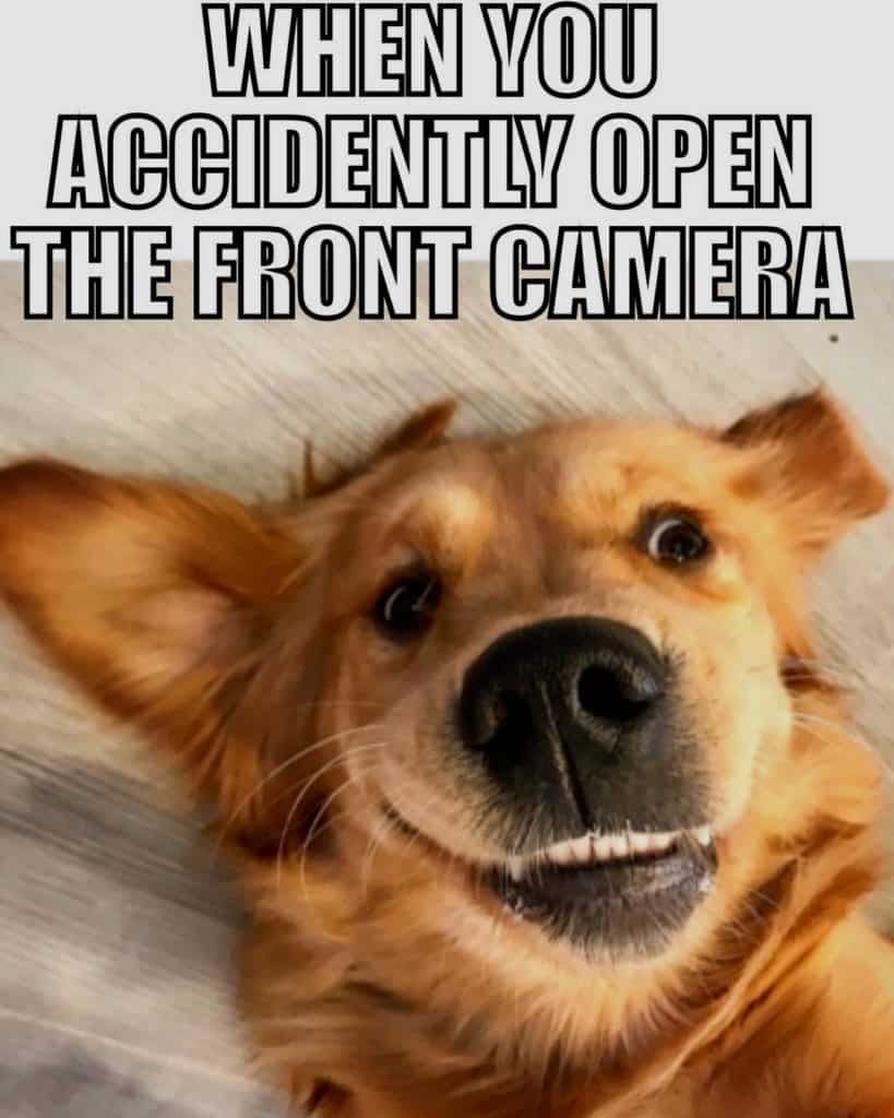 Golden retriever meme - when you accidentally open the front camera
