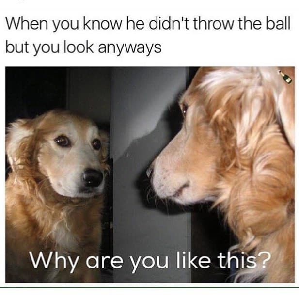 Golden retriever meme - when you know he didn't throw the ball but you look anyways. Why are you like this