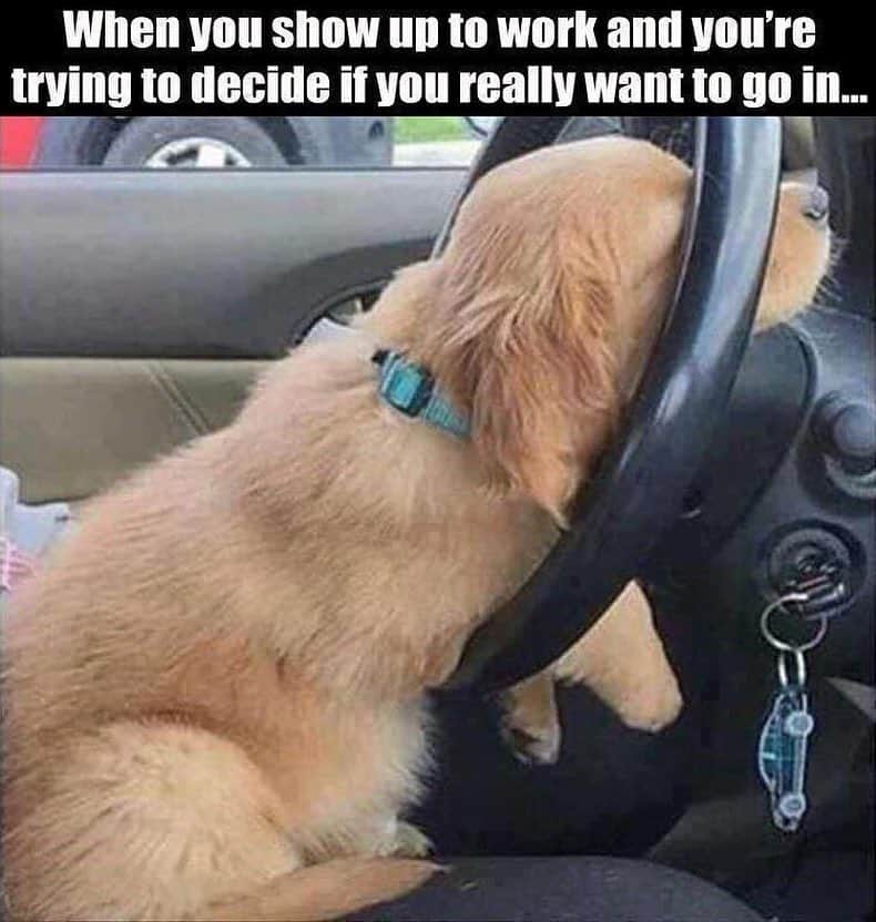 Golden retriever meme - when you show up to work and you're trying to decide if you really want to go in...