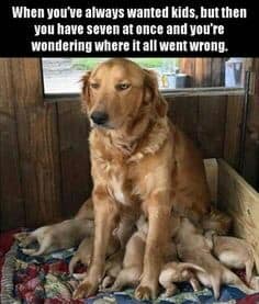 Golden retriever meme - when you've always wanted kids, but then you have seven at once and you're wondering where it all went wrong.