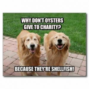 Golden retriever meme why dont oysters give to charity because thetre shellfish 1 300x300 1